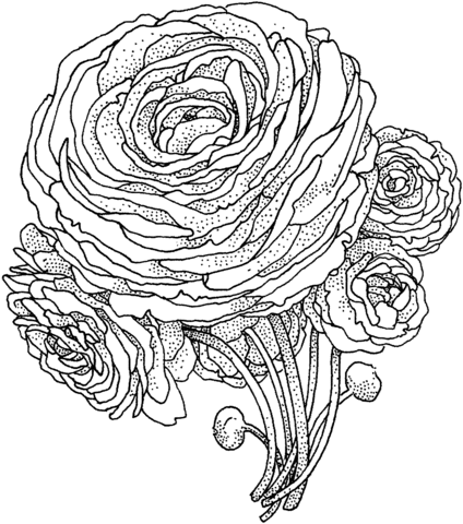 Peony Flower Coloring Page